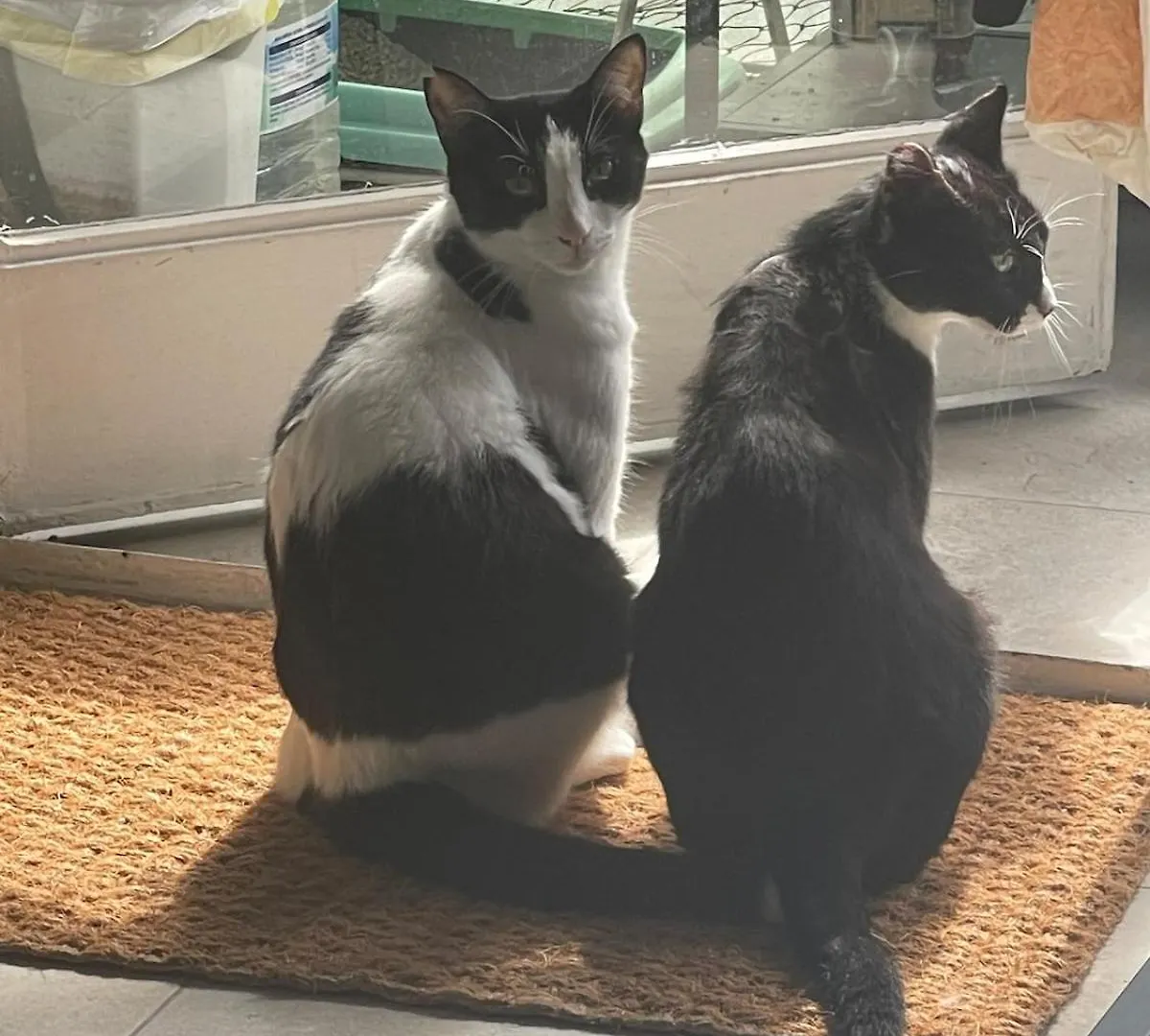 A Tiny Bright Space - Shared Home With 2 Cats Málaga