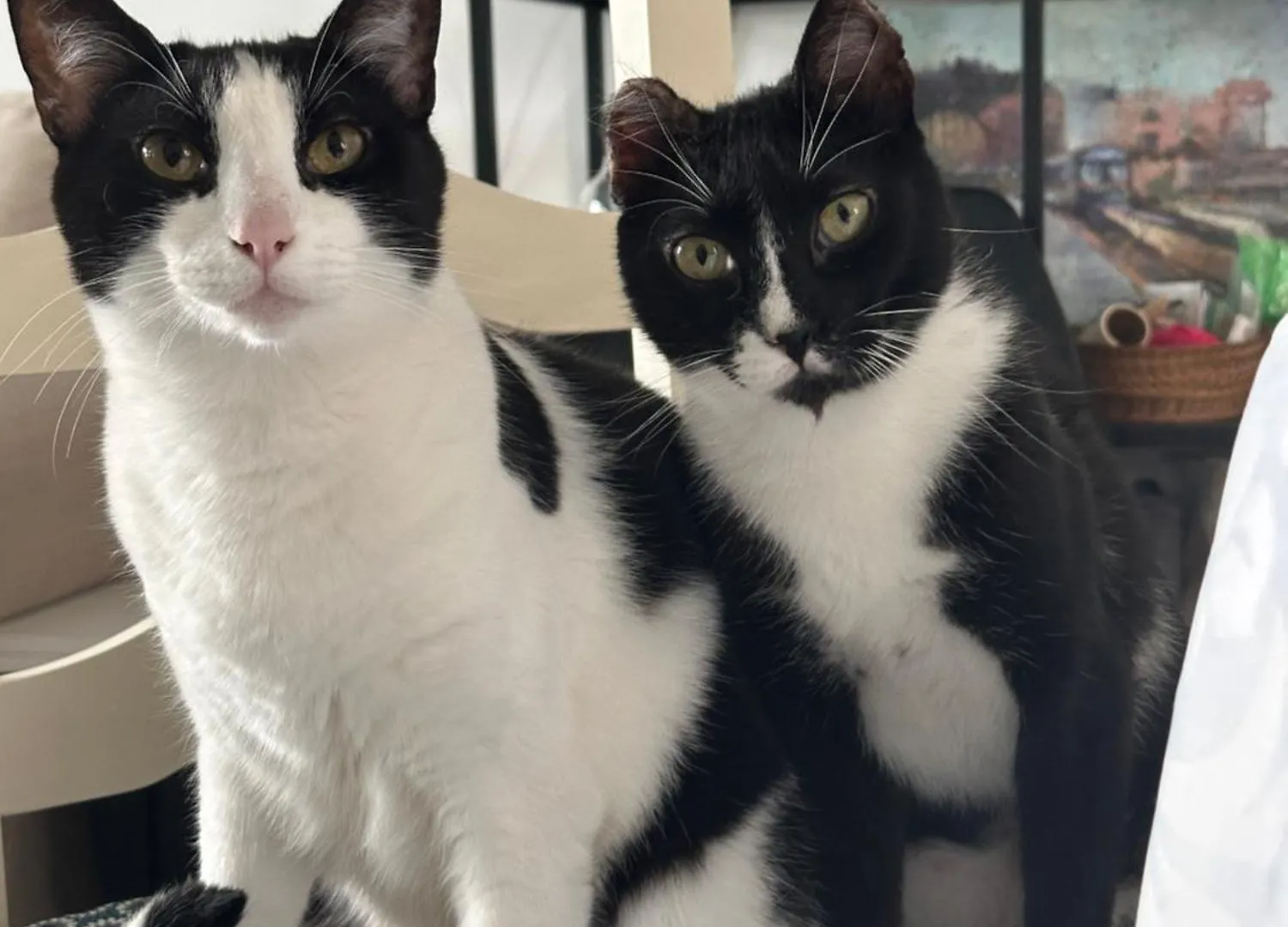 A Tiny Bright Space - Shared Home With 2 Cats Málaga